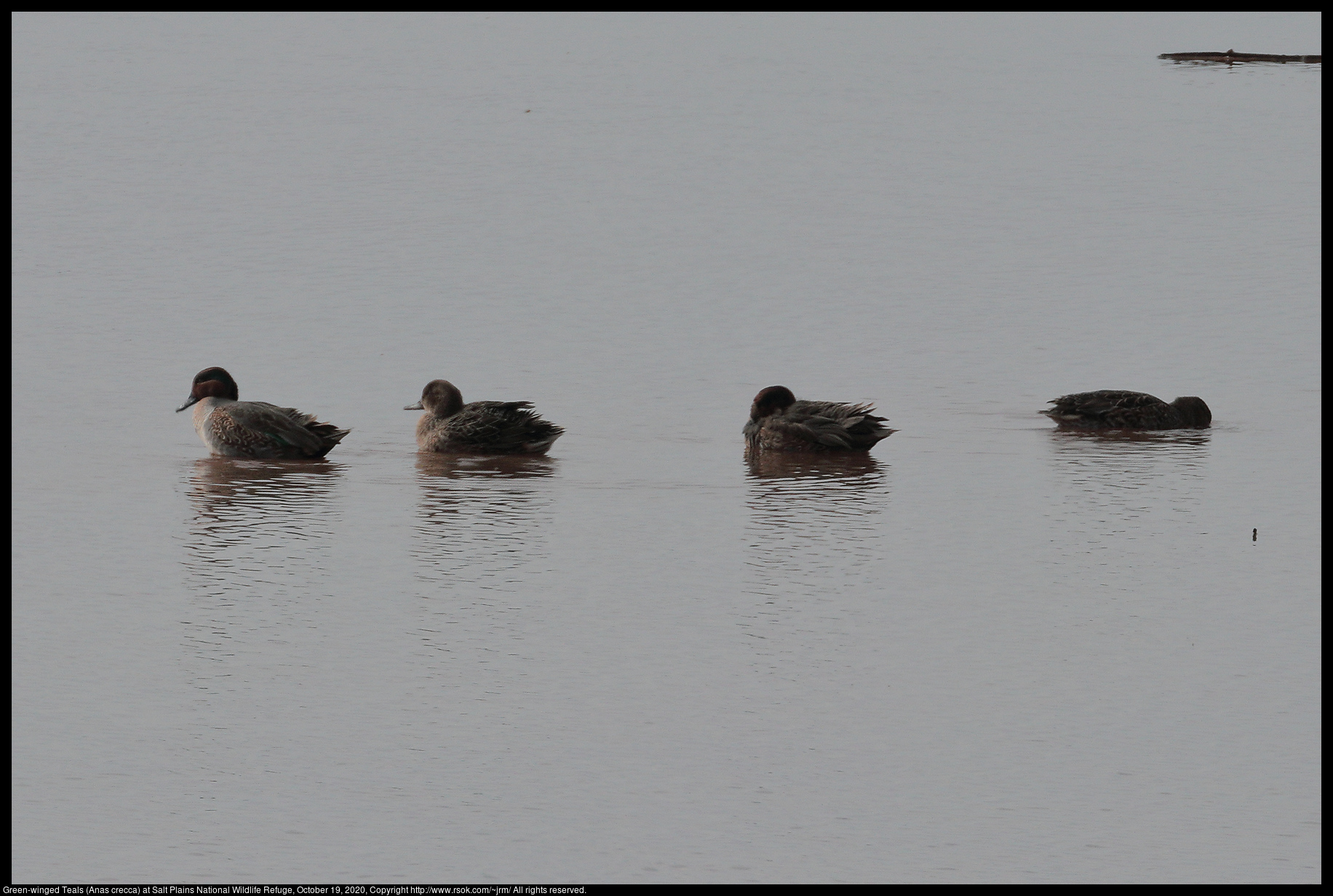 Green-winged Teals (Anas crecca) at Salt Plains National Wildlife Refuge, October 19, 2020