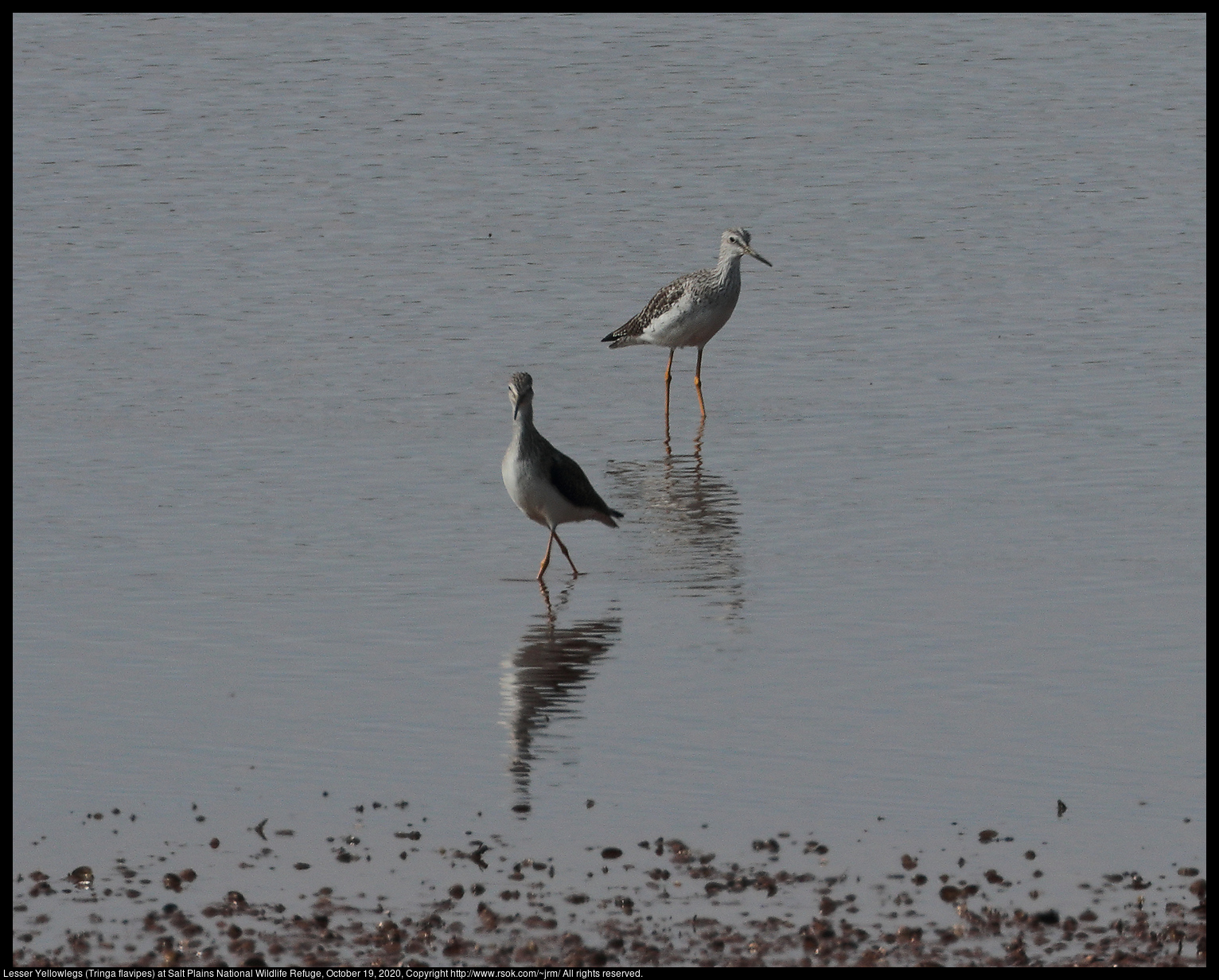 Lesser Yellowlegs (Tringa flavipes) at Salt Plains National Wildlife Refuge, October 19, 2020