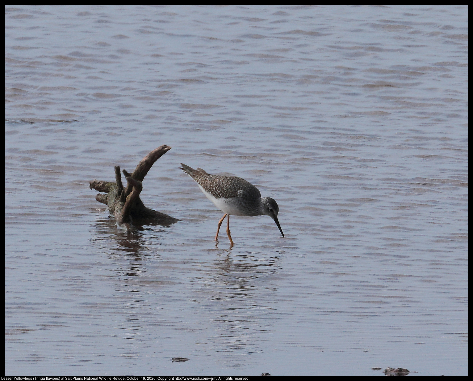 Lesser Yellowlegs (Tringa flavipes) at Salt Plains National Wildlife Refuge, October 19, 2020