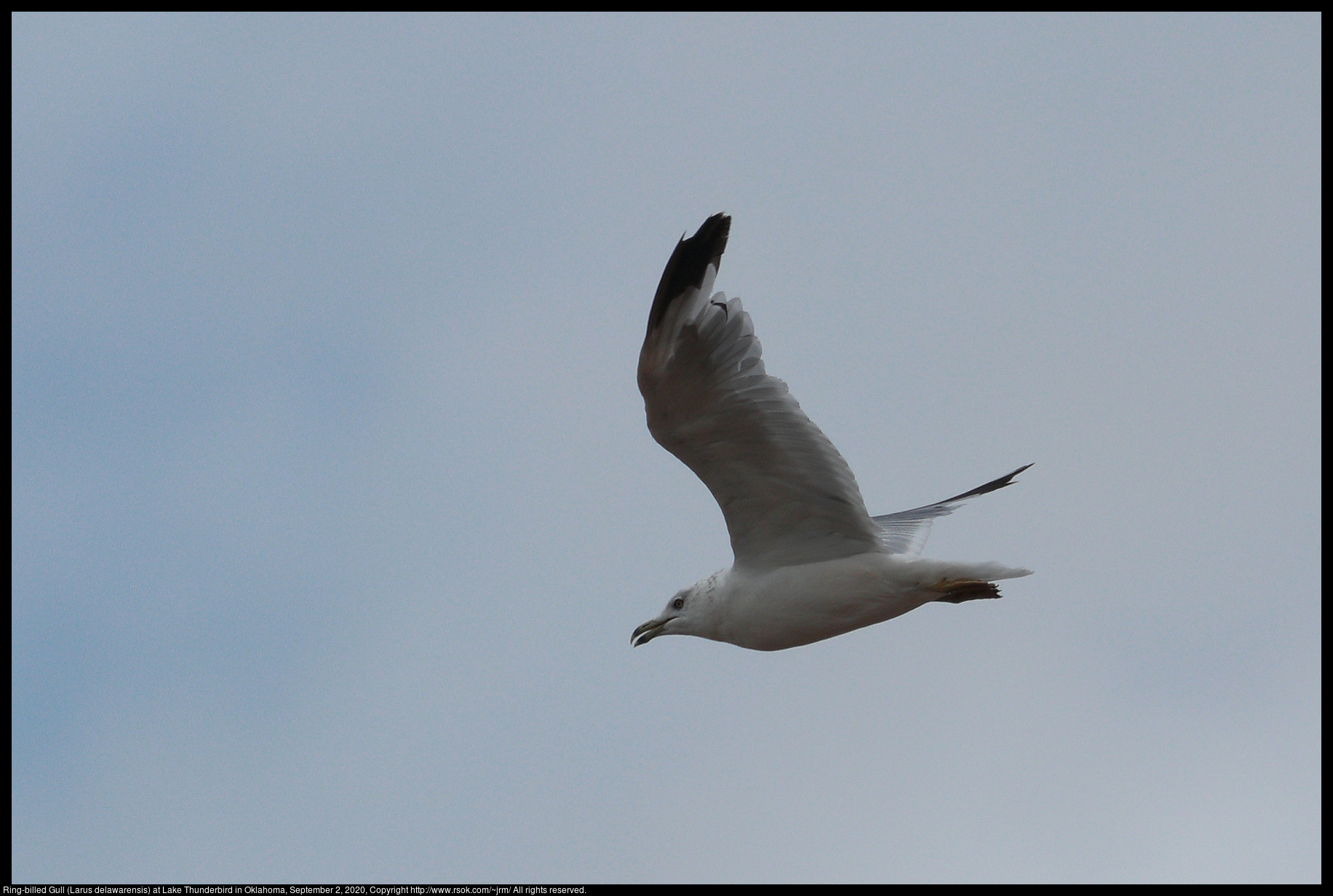 Ring-billed Gull (Larus delawarensis) at Lake Thunderbird in Oklahoma, September 2, 2020