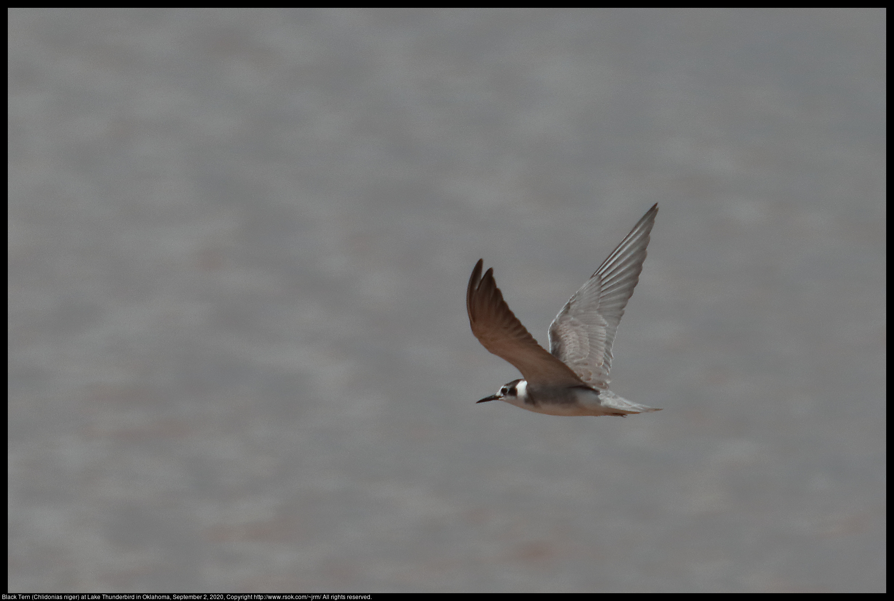 Black Tern (Chlidonias niger) at Lake Thunderbird in Oklahoma, September 2, 2020