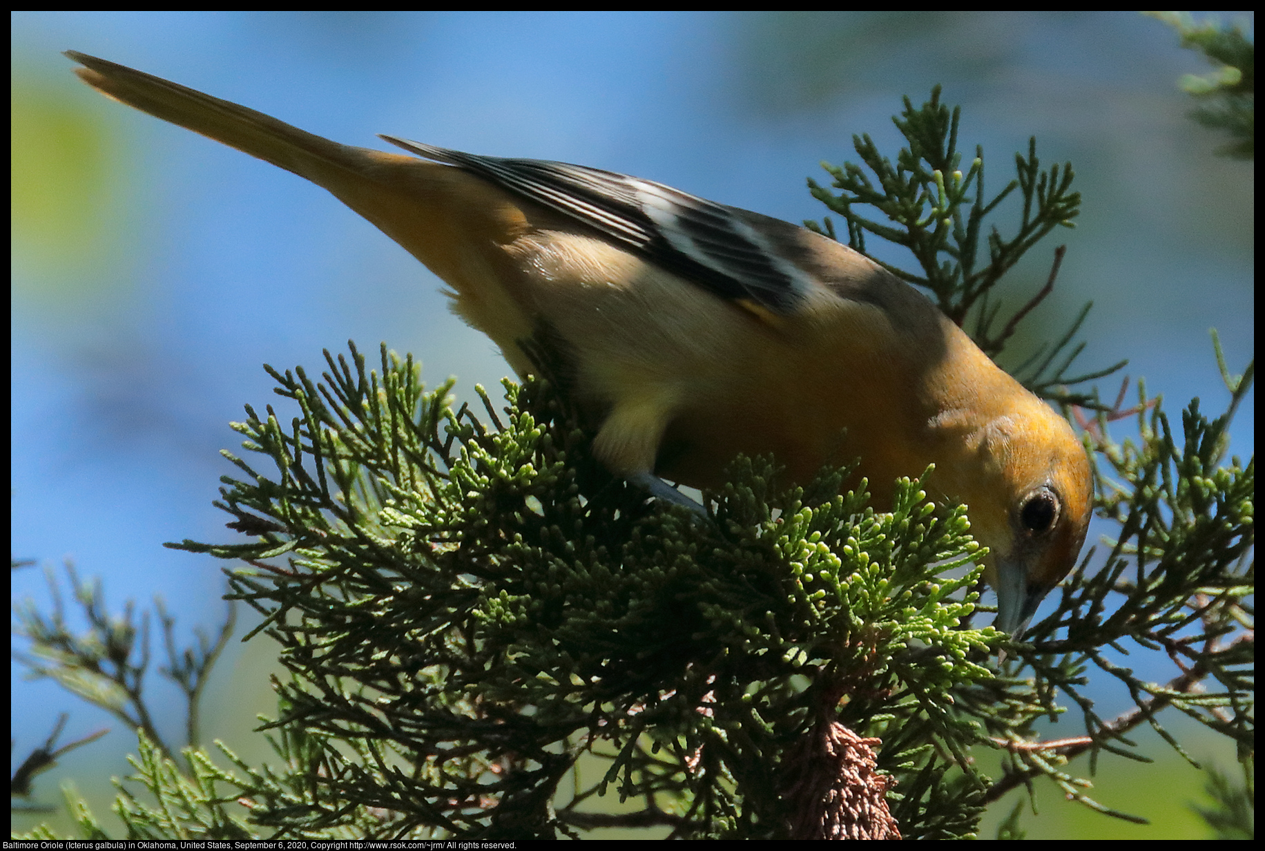 Baltimore Oriole (Icterus galbula) in Oklahoma, United States, September 6, 2020