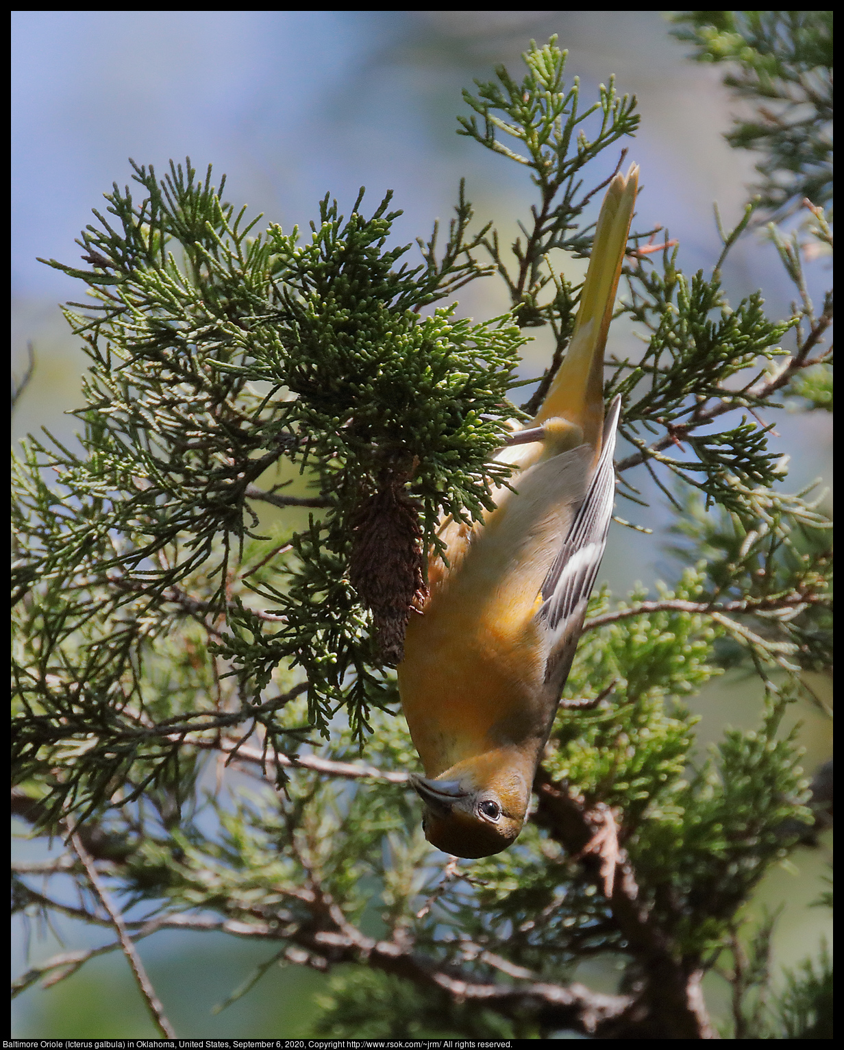 Baltimore Oriole (Icterus galbula) in Oklahoma, United States, September 6, 2020