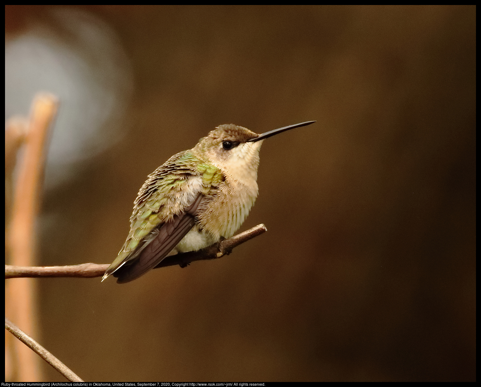 Ruby-throated Hummingbird (Archilochus colubris) in Oklahoma, United States, September 7, 2020