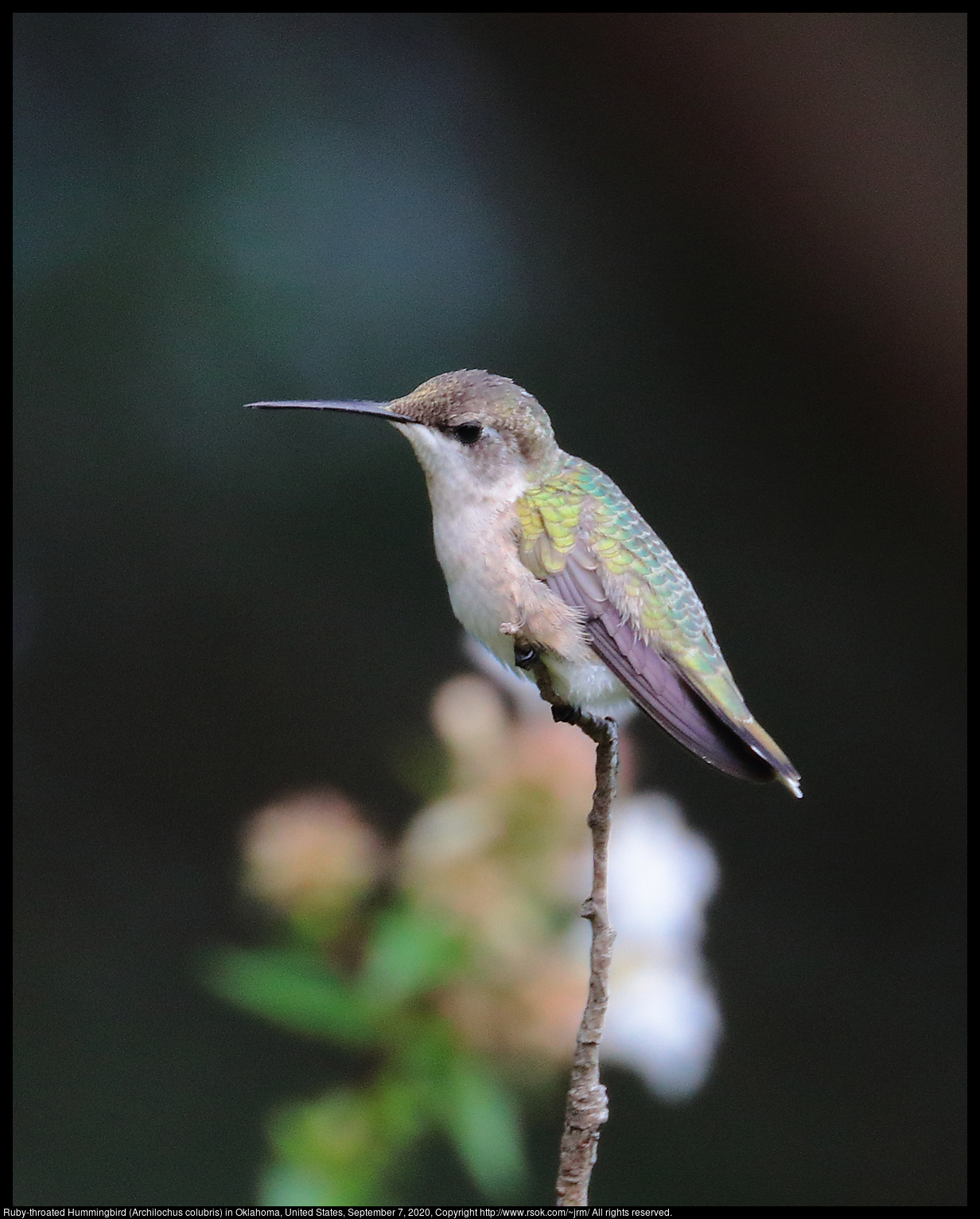 Ruby-throated Hummingbird (Archilochus colubris) in Oklahoma, United States, September 7, 2020