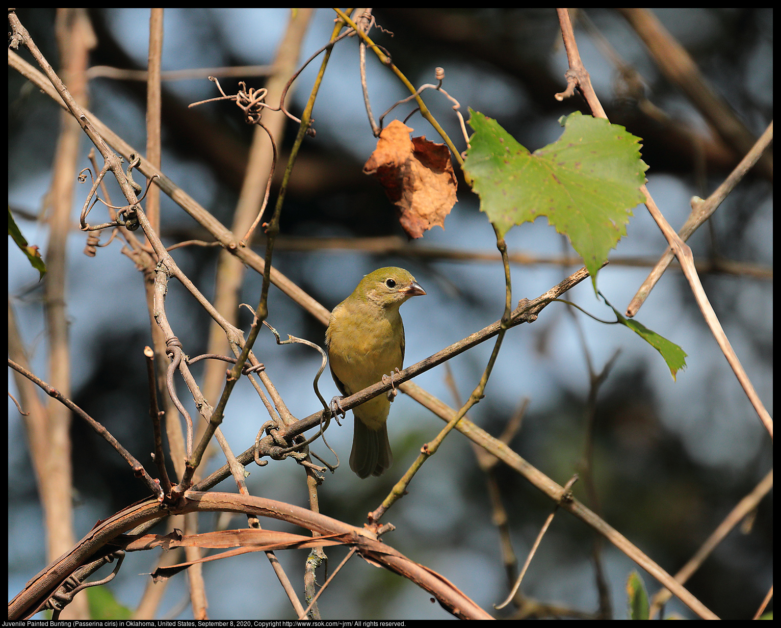 Juvenile Painted Bunting (Passerina ciris) in Oklahoma, United States, September 8, 2020