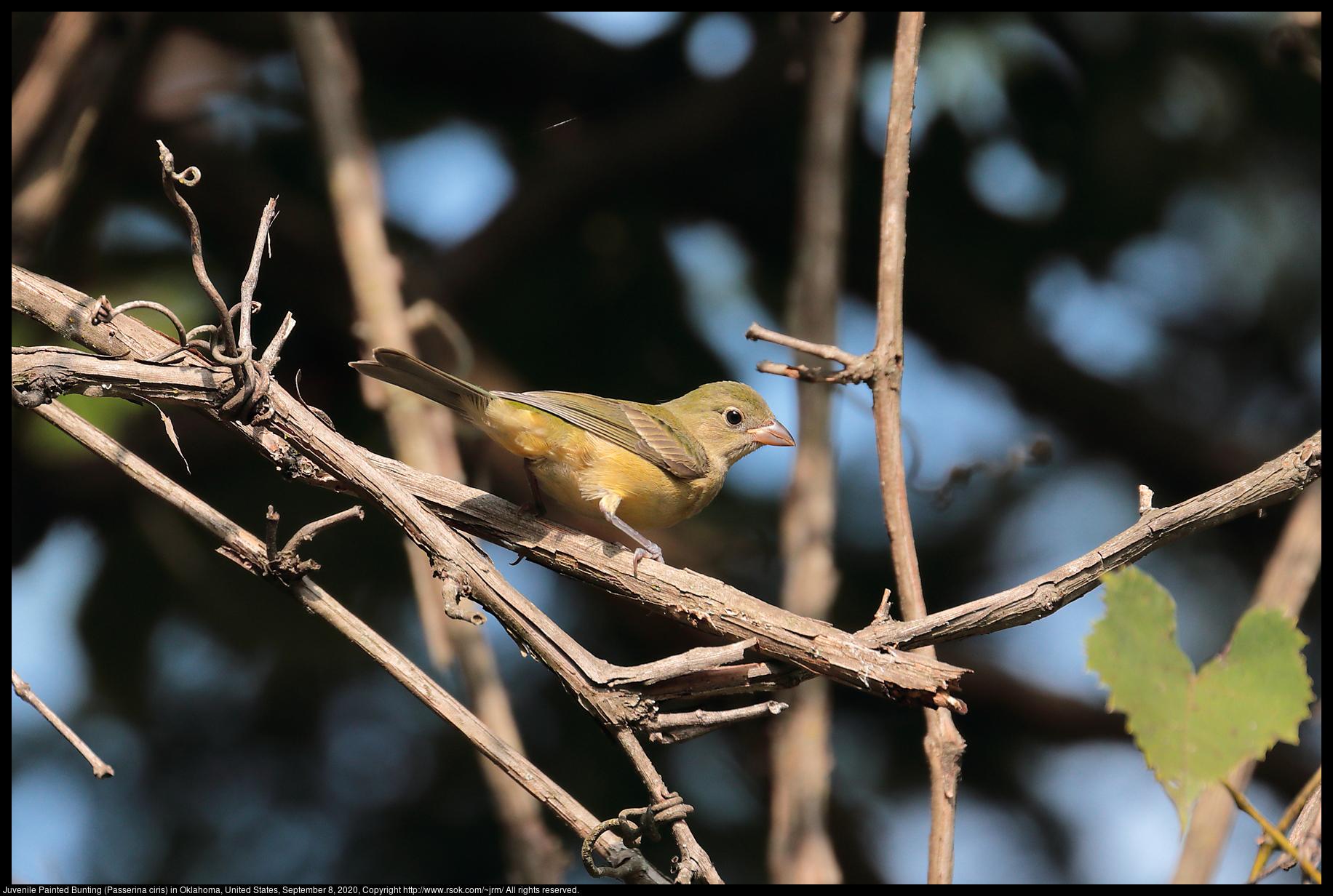 Juvenile Painted Bunting (Passerina ciris) in Oklahoma, United States, September 8, 2020