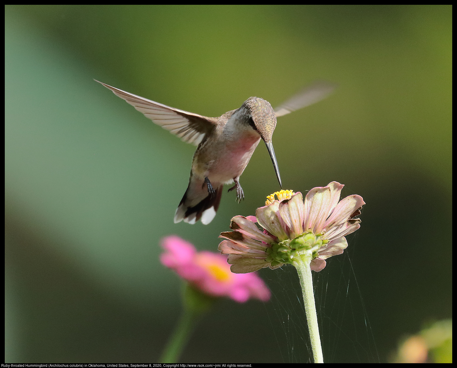 Ruby-throated Hummingbird (Archilochus colubris) in Oklahoma, United States, September 8, 2020