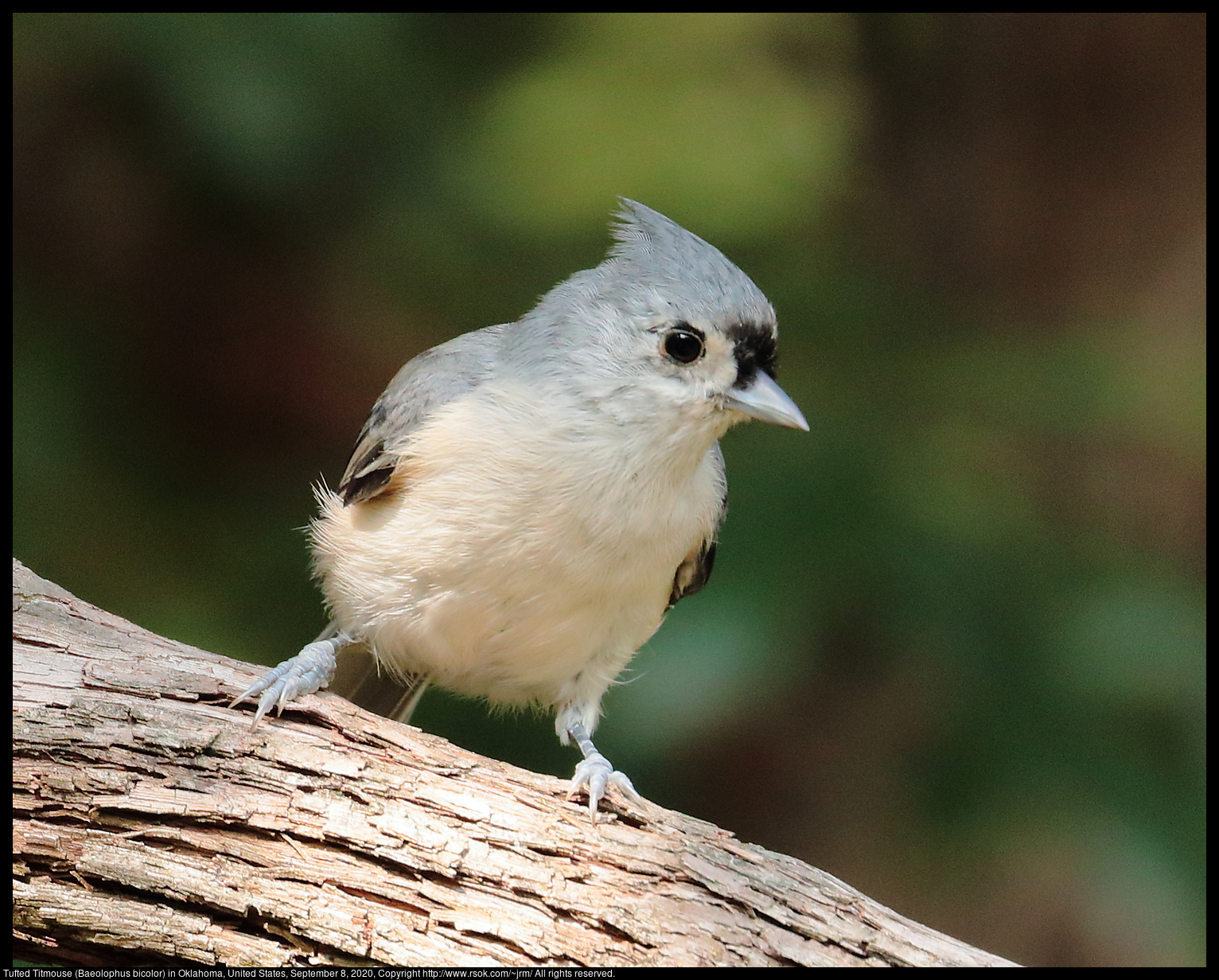 Tufted Titmouse (Baeolophus bicolor) in Oklahoma, United States, September 8, 2020