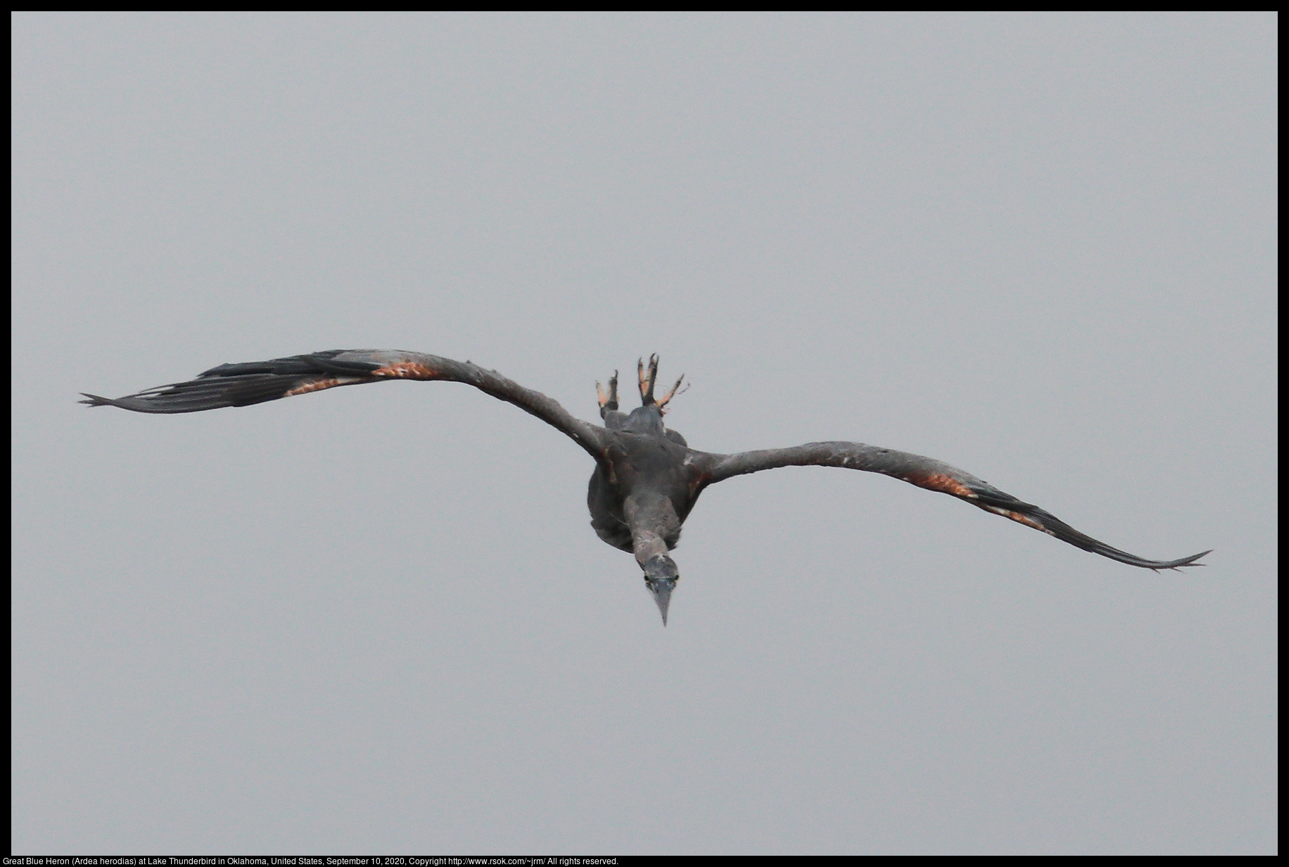 Great Blue Heron (Ardea herodias) at Lake Thunderbird in Oklahoma, United States, September 10, 2020