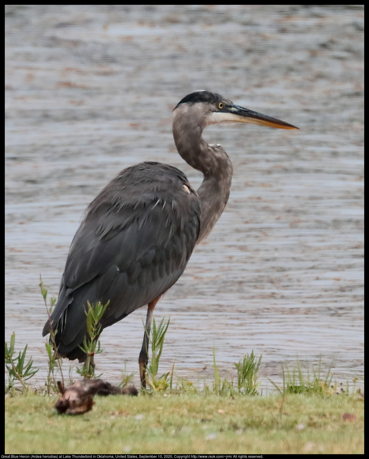 Great Blue Heron (Ardea herodias) at Lake Thunderbird in Oklahoma, United States, September 10, 2020