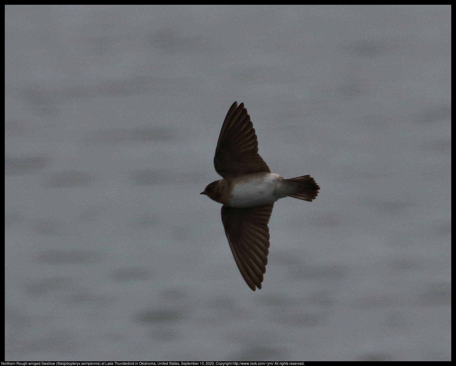 Northern Rough-winged Swallow (Stelgidopteryx serripennis) at Lake Thunderbird in Oklahoma, United States, September 10, 2020