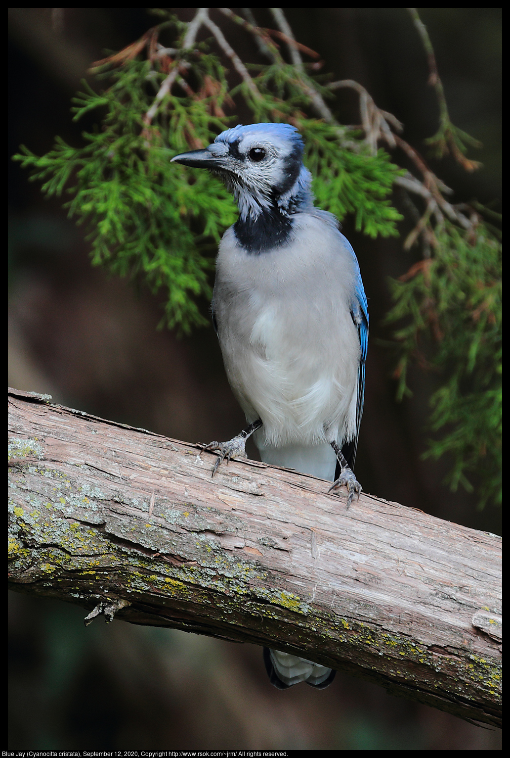 Blue Jay (Cyanocitta cristata), September 12, 2020