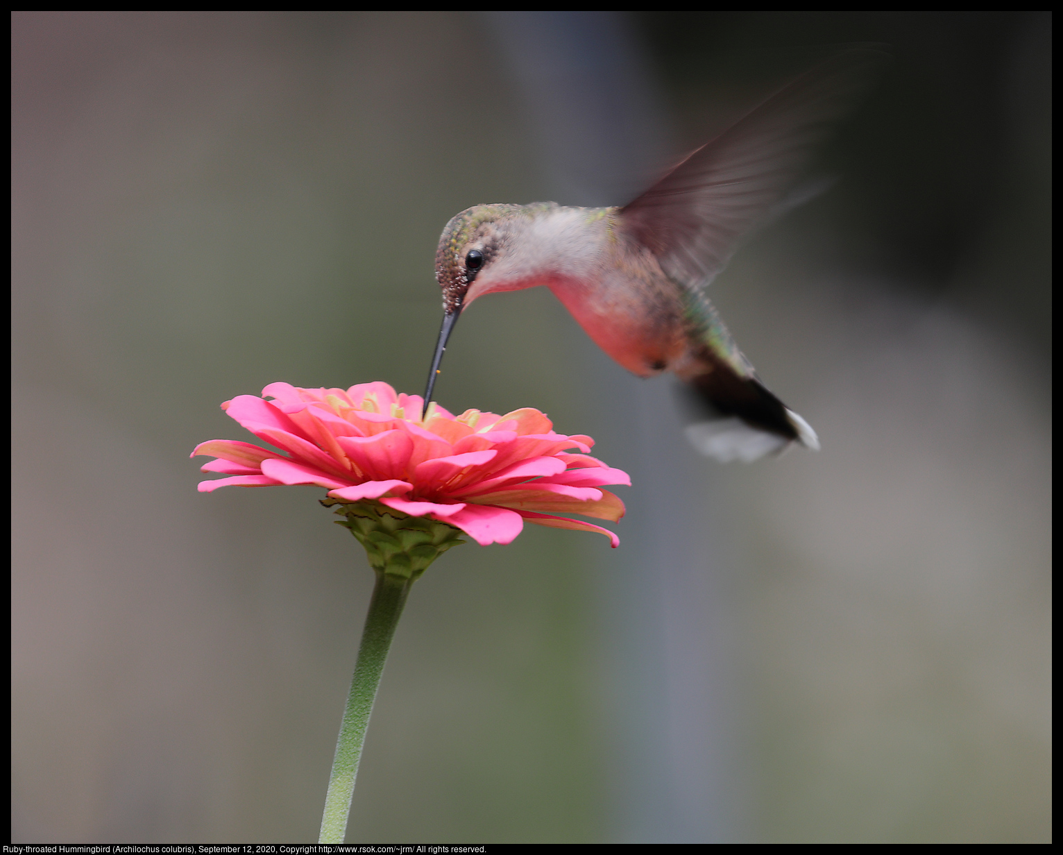 Ruby-throated Hummingbird (Archilochus colubris), September 12, 2020