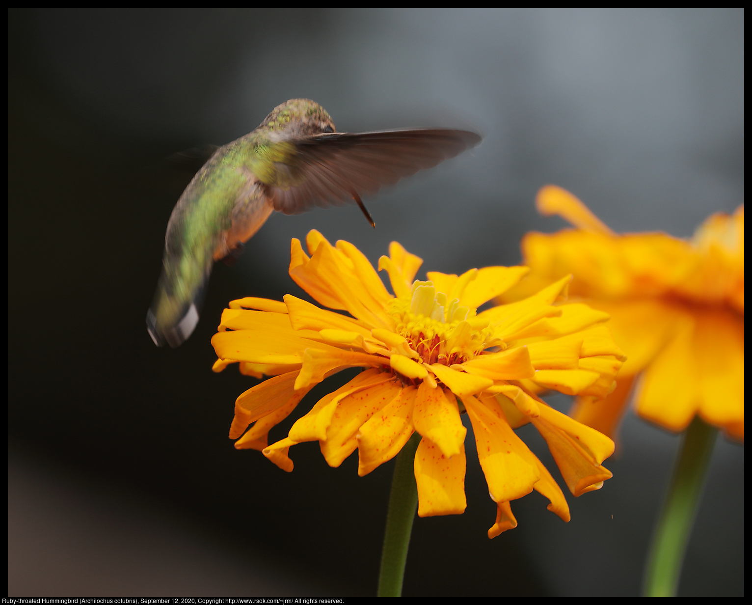 Ruby-throated Hummingbird (Archilochus colubris), September 12, 2020