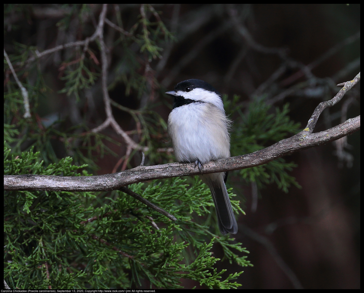 Carolina Chickadee (Poecile carolinensis), September 13, 2020