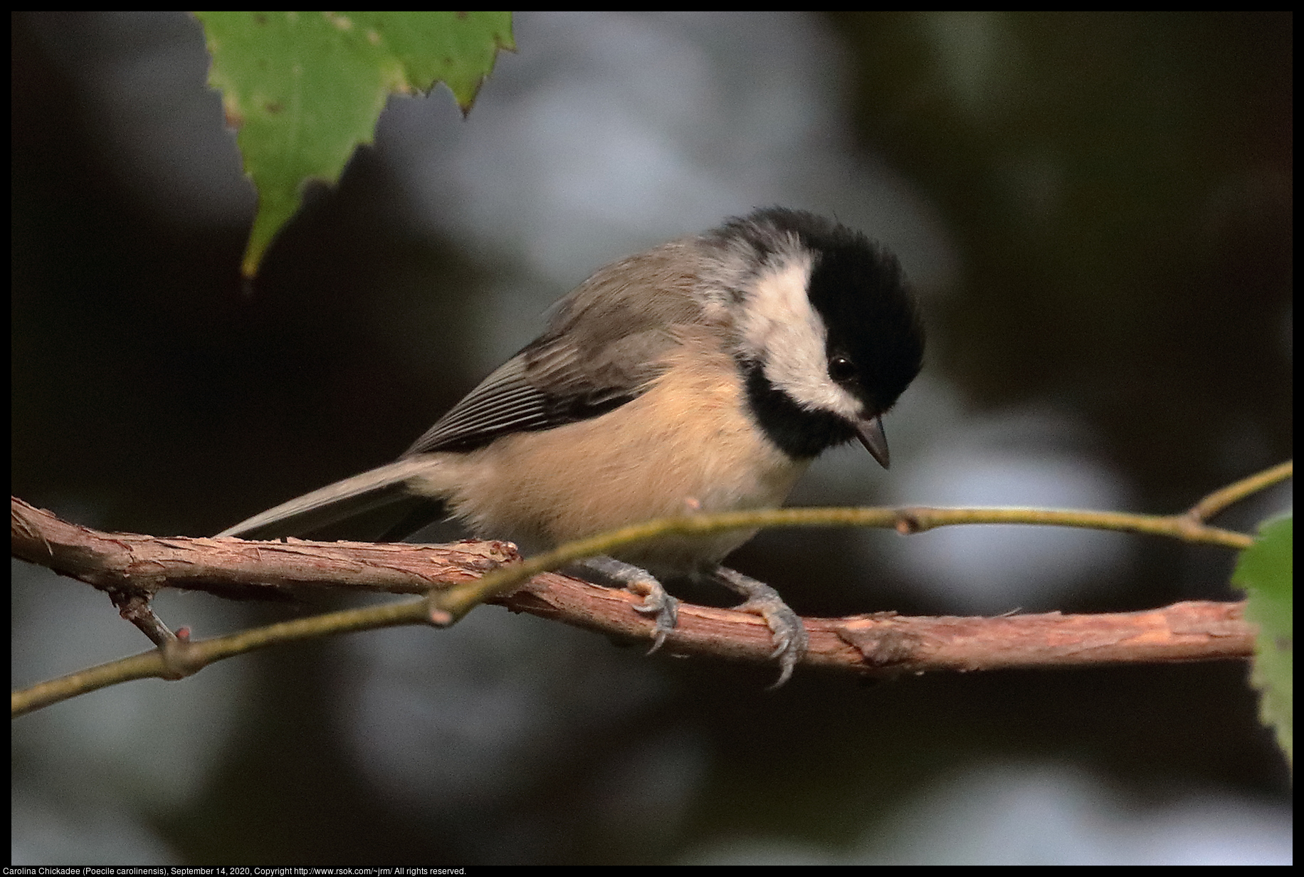 Carolina Chickadee (Poecile carolinensis), September 14, 2020