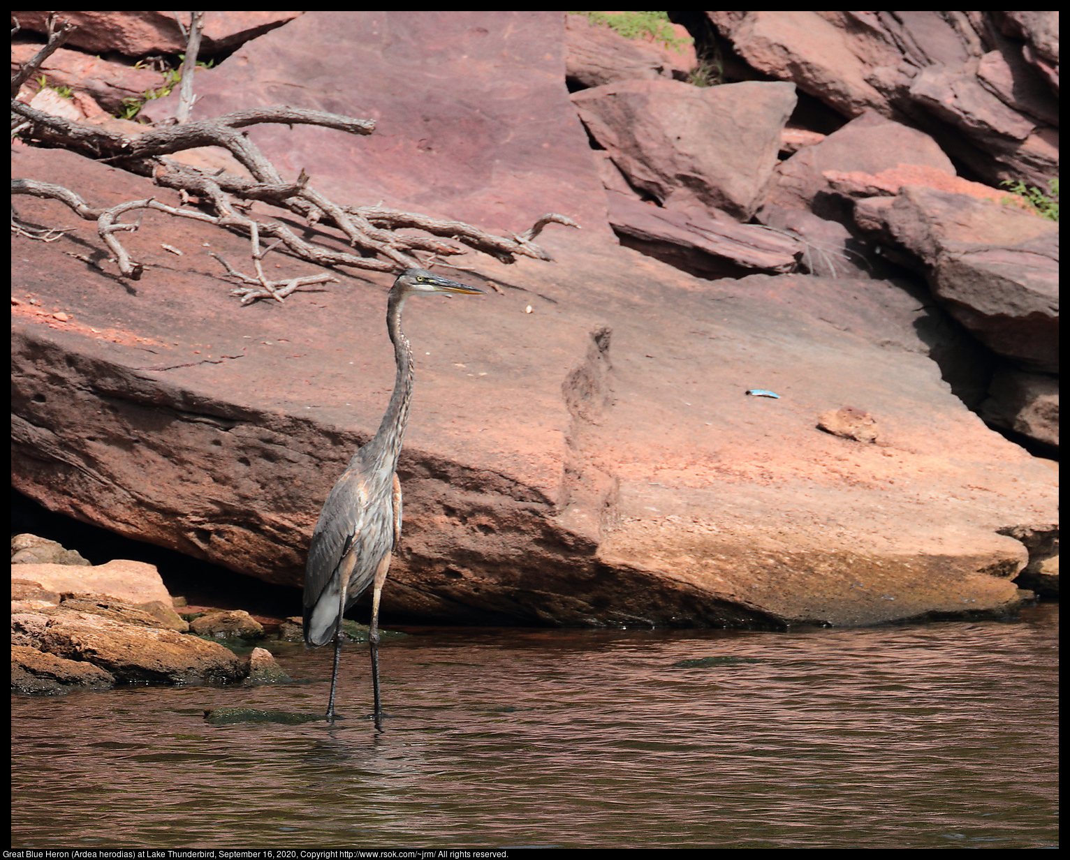 Great Blue Heron (Ardea herodias) at Lake Thunderbird, September 16, 2020