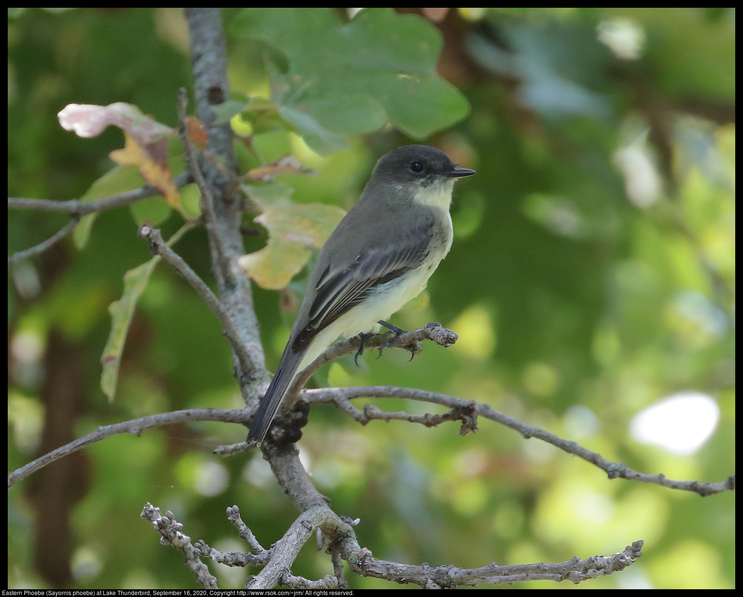 Eastern Phoebe (Sayornis phoebe) at Lake Thunderbird, September 16, 2020