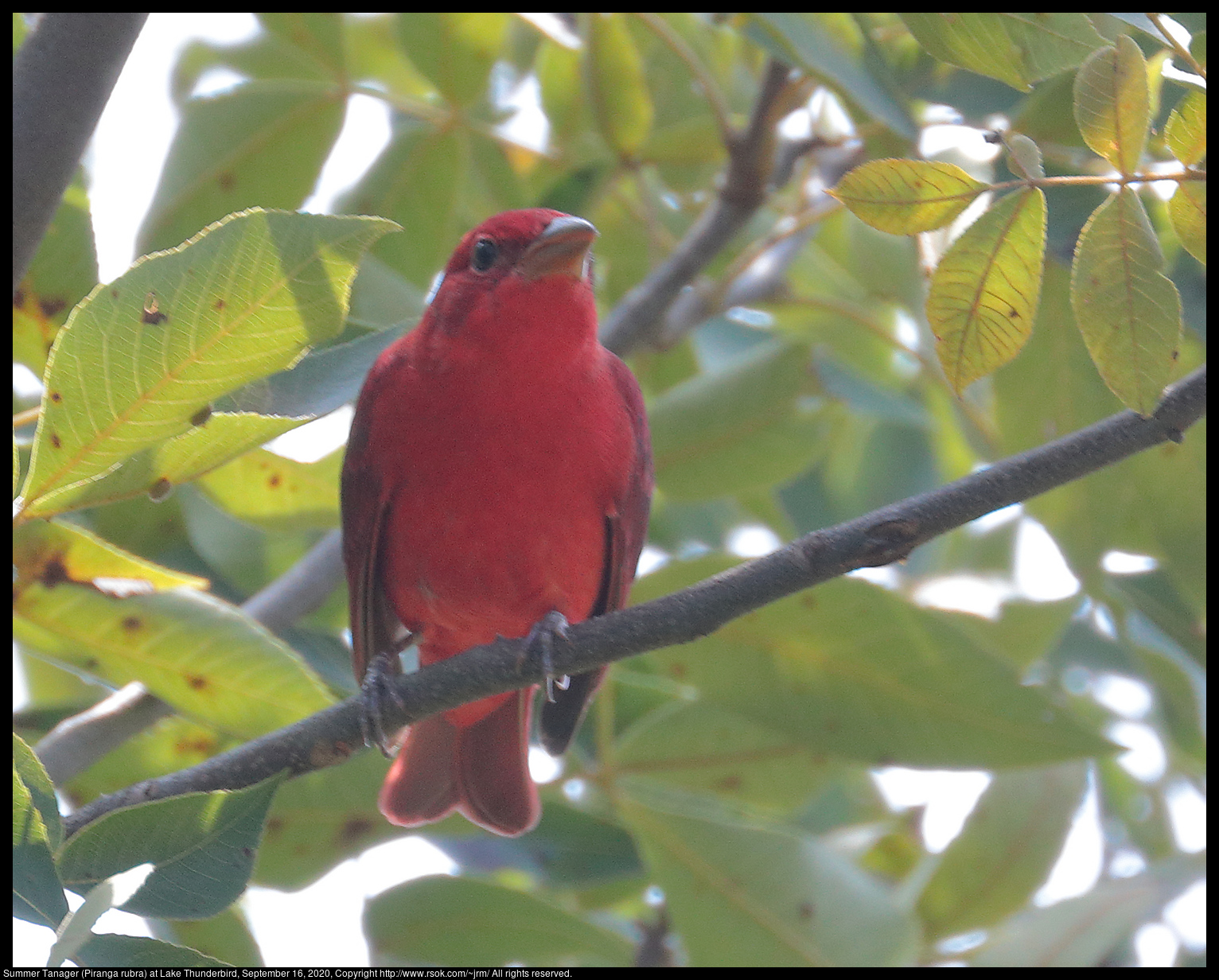 Summer Tanager (Piranga rubra) at Lake Thunderbird, September 16, 2020