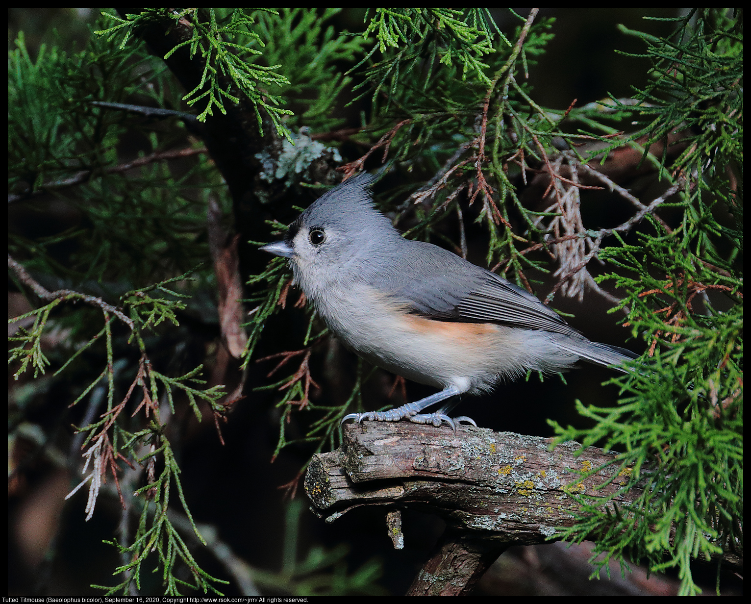 Tufted Titmouse (Baeolophus bicolor), September 16, 2020