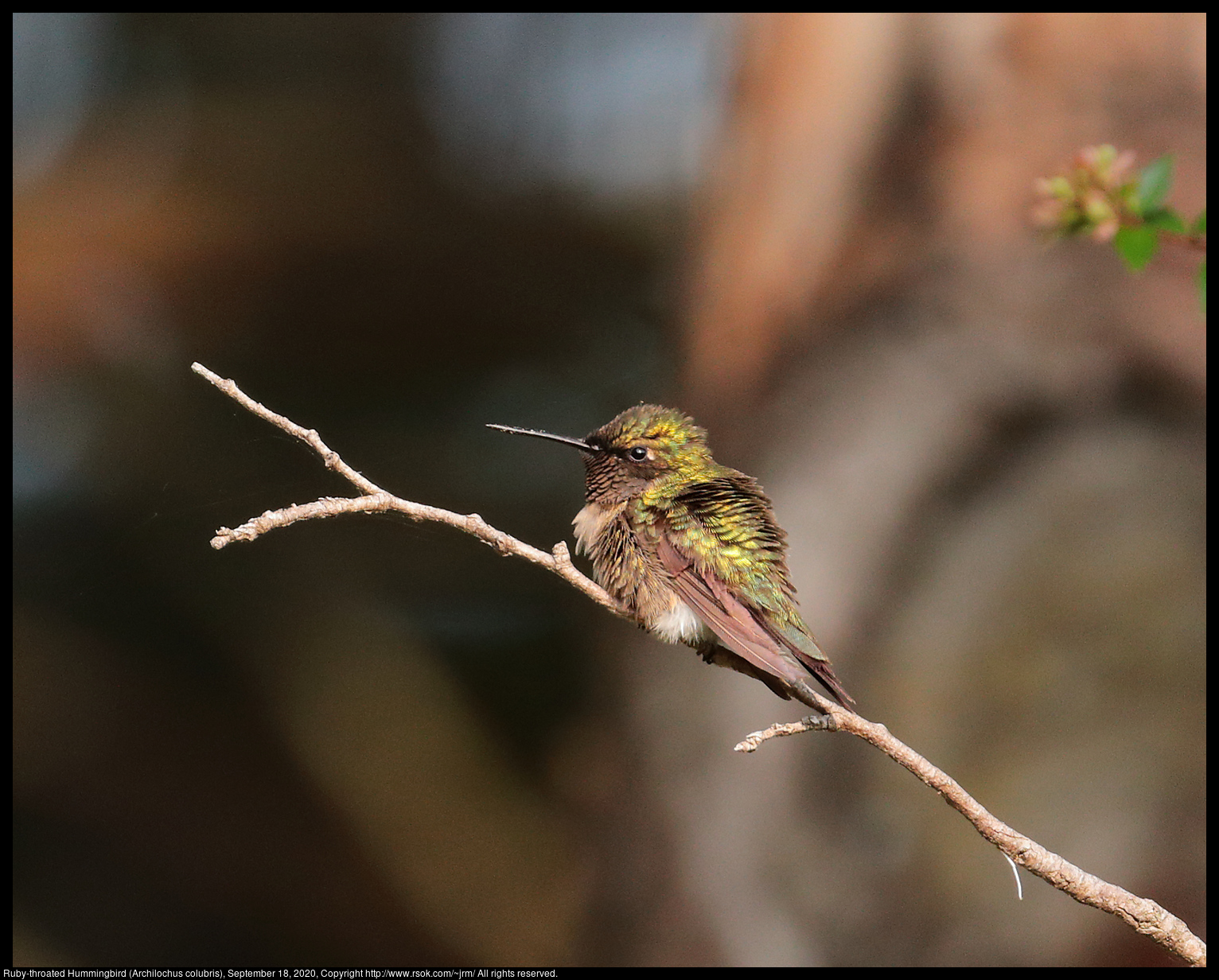 Ruby-throated Hummingbird (Archilochus colubris), September 18, 2020