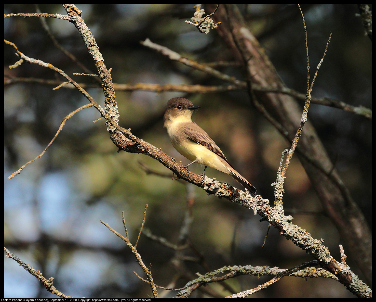 Eastern Phoebe (Sayornis phoebe), September 18, 2020