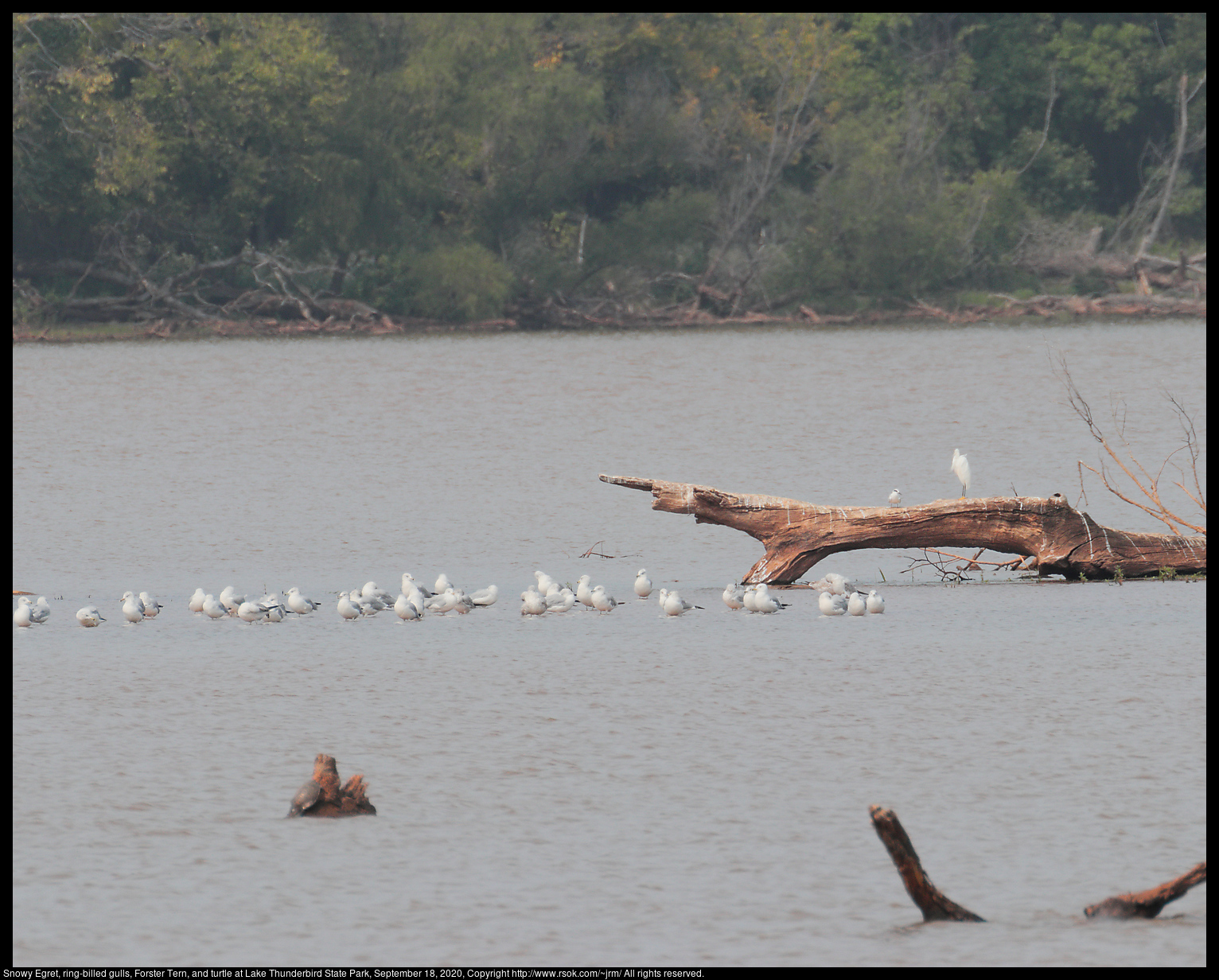 Snowy Egret, ring-billed gulls, Forster Tern, and turtle at Lake Thunderbird State Park, September 18, 2020