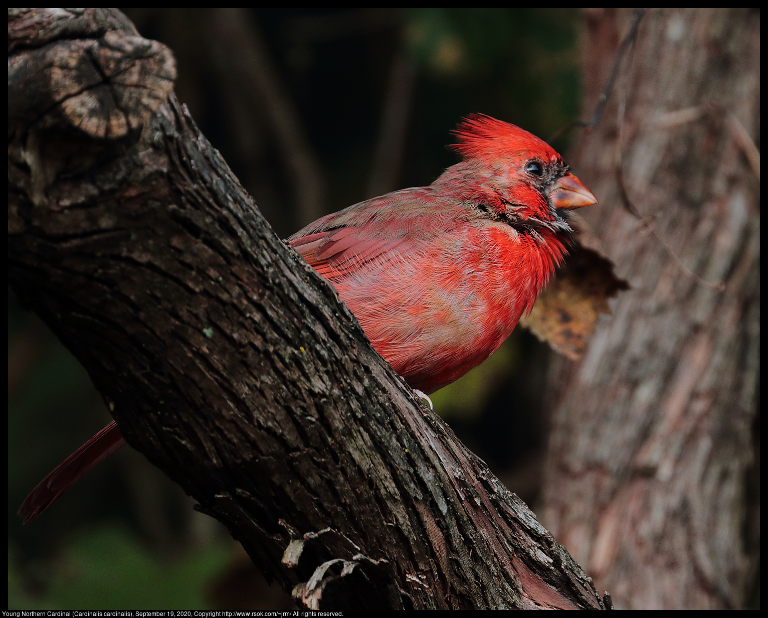 Young Northern Cardinal (Cardinalis cardinalis), September 19, 2020