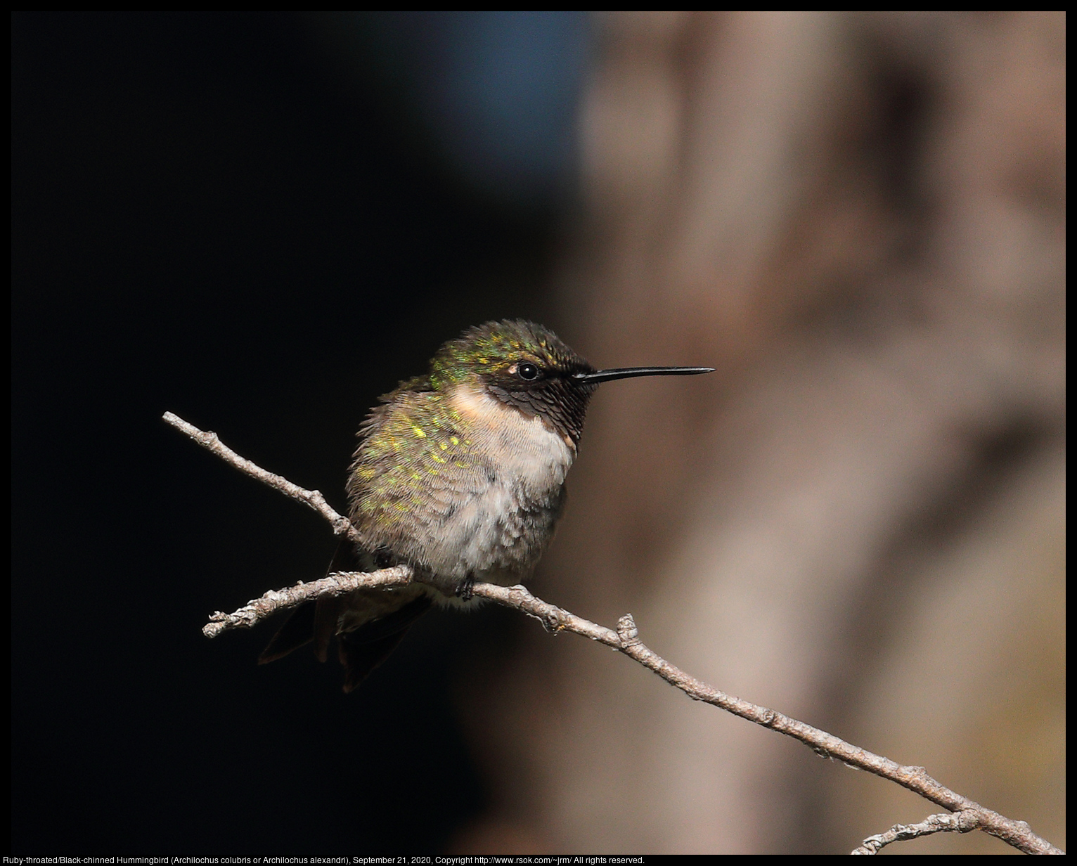 Ruby-throated/Black-chinned Hummingbird (Archilochus colubris or Archilochus alexandri), September 21, 2020