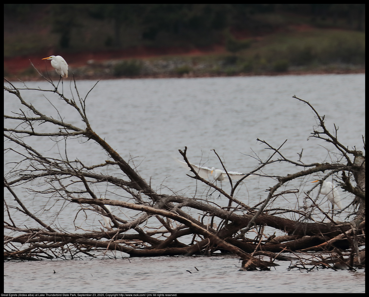 Great Egrets (Ardea alba) at Lake Thunderbird State Park, September 23, 2020