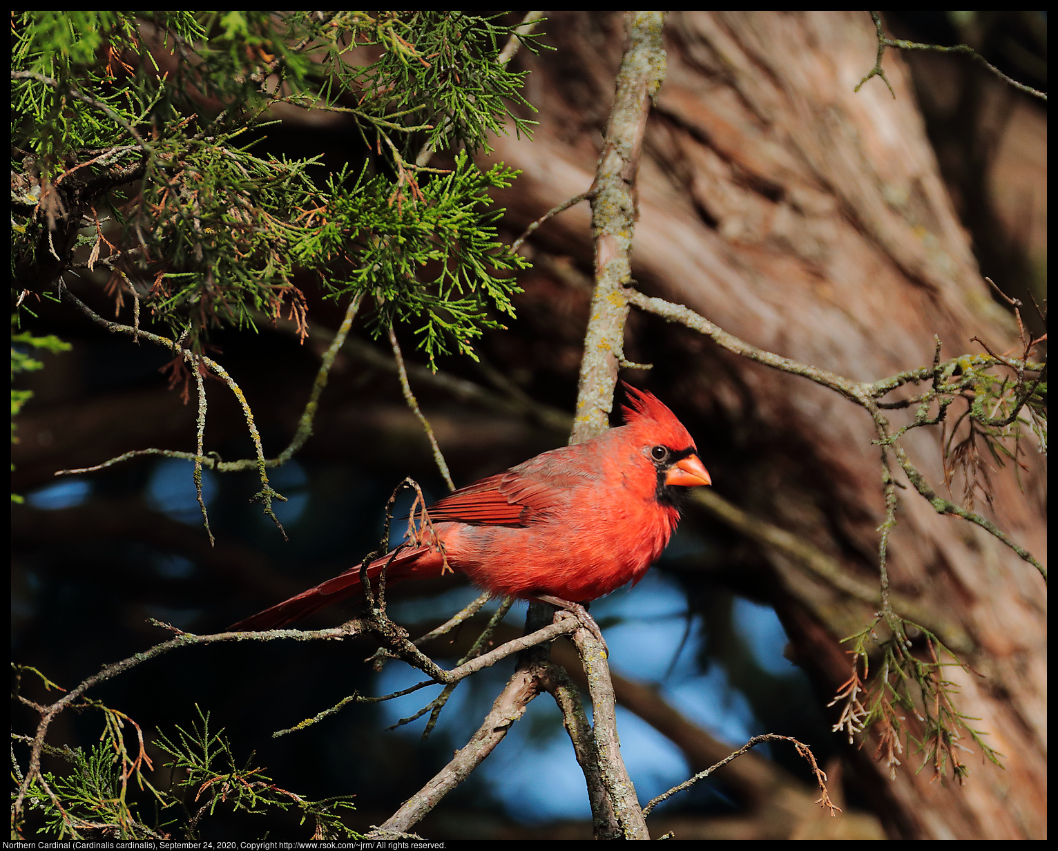 Northern Cardinal (Cardinalis cardinalis), September 24, 2020