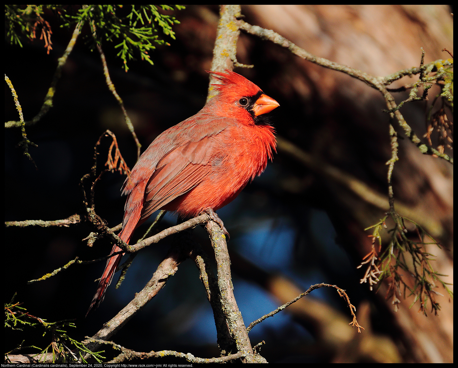 Northern Cardinal (Cardinalis cardinalis), September 24, 2020