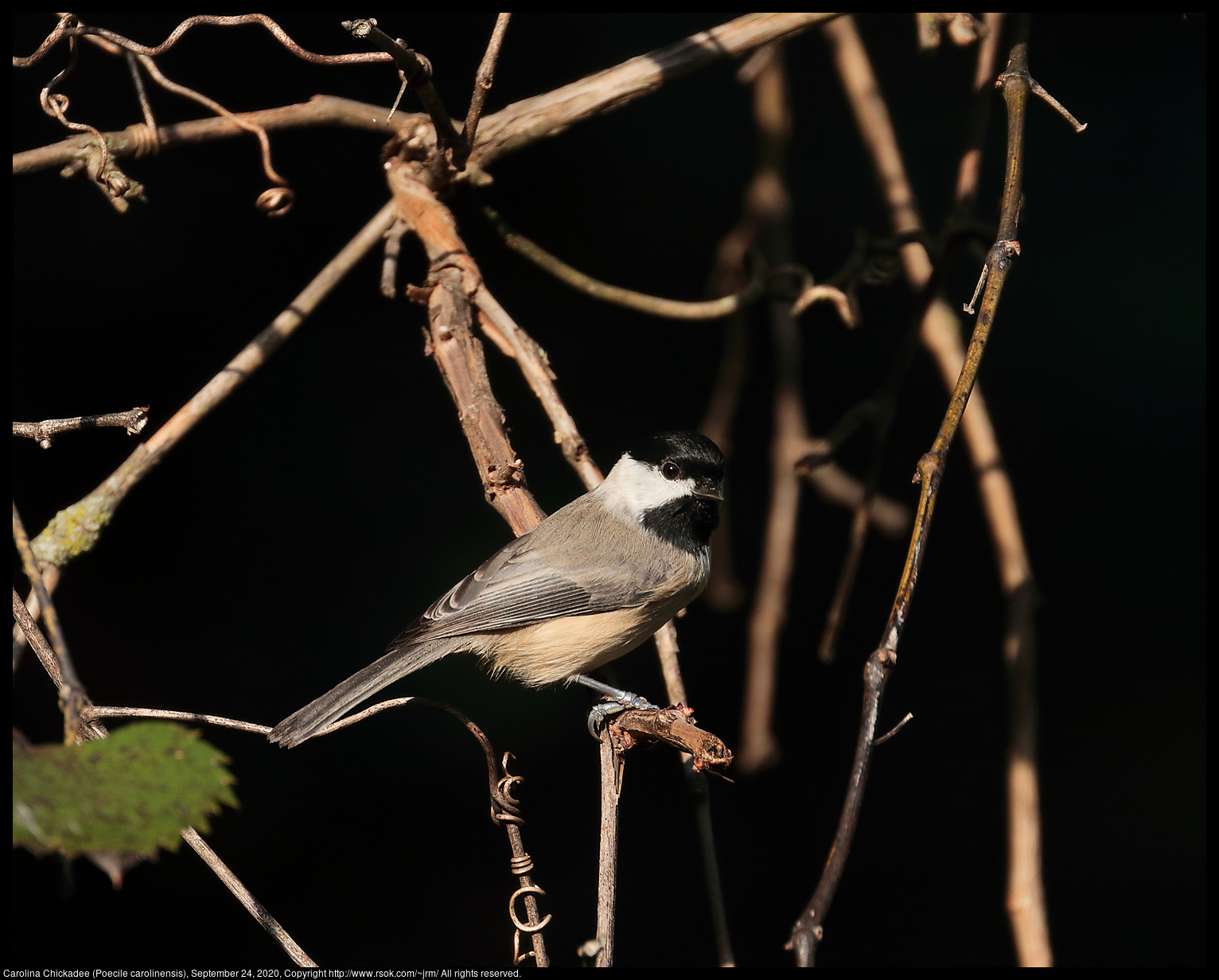 Carolina Chickadee (Poecile carolinensis), September 24, 2020