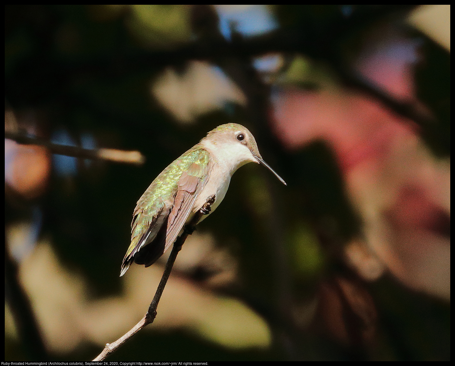 Ruby-throated Hummingbird (Archilochus colubris), September 24, 2020