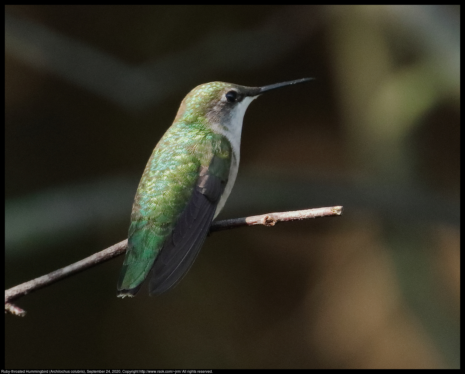 Ruby-throated Hummingbird (Archilochus colubris), September 24, 2020