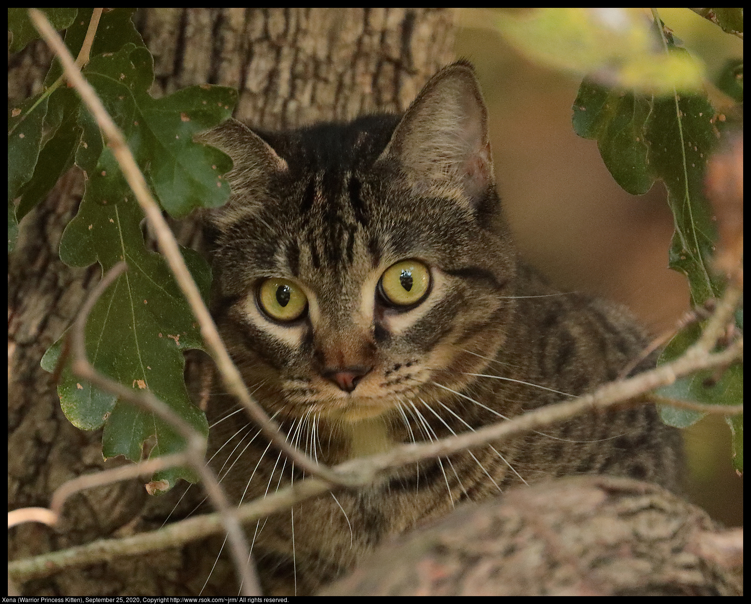 Xena (Warrior Princess Kitten), September 25, 2020