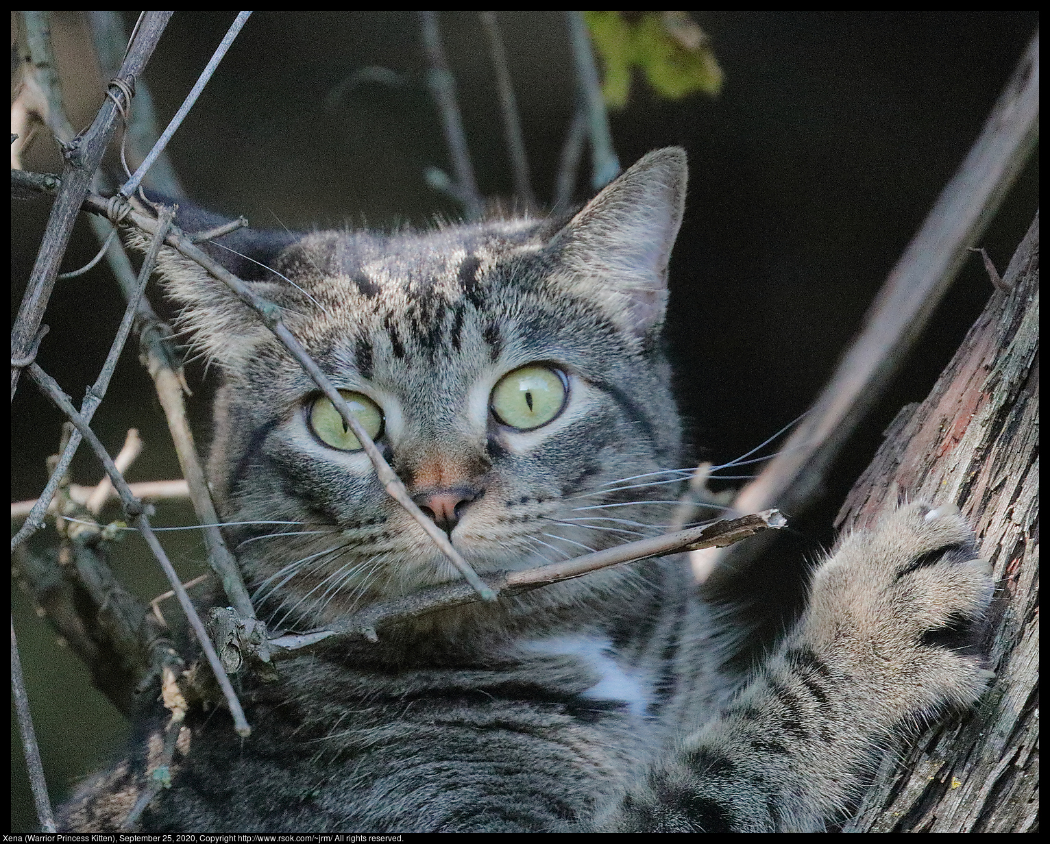 Xena (Warrior Princess Kitten), September 25, 2020