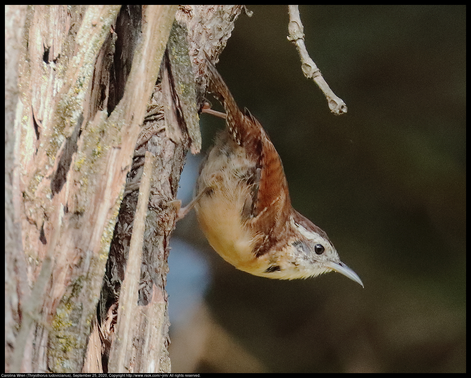 Carolina Wren (Thryothorus ludovicianus), September 25, 2020