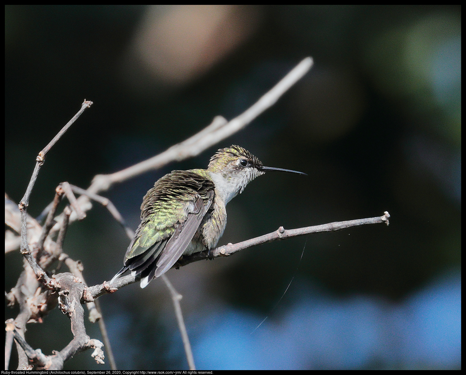 Ruby-throated Hummingbird (Archilochus colubris), September 26, 2020