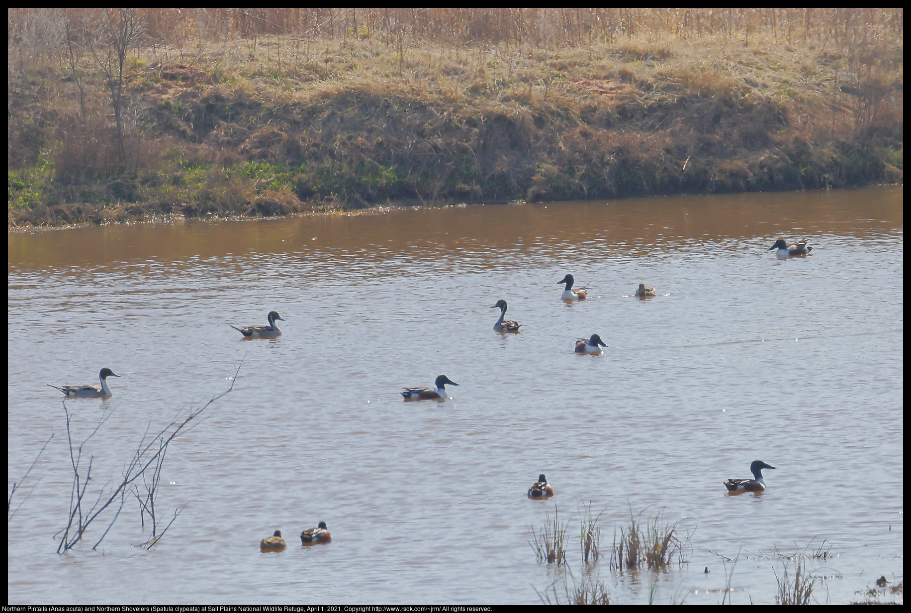 Northern Pintails (Anas acuta) and Northern Shovelers (Spatula clypeata) at Salt Plains National Wildlife Refuge, April 1, 2021