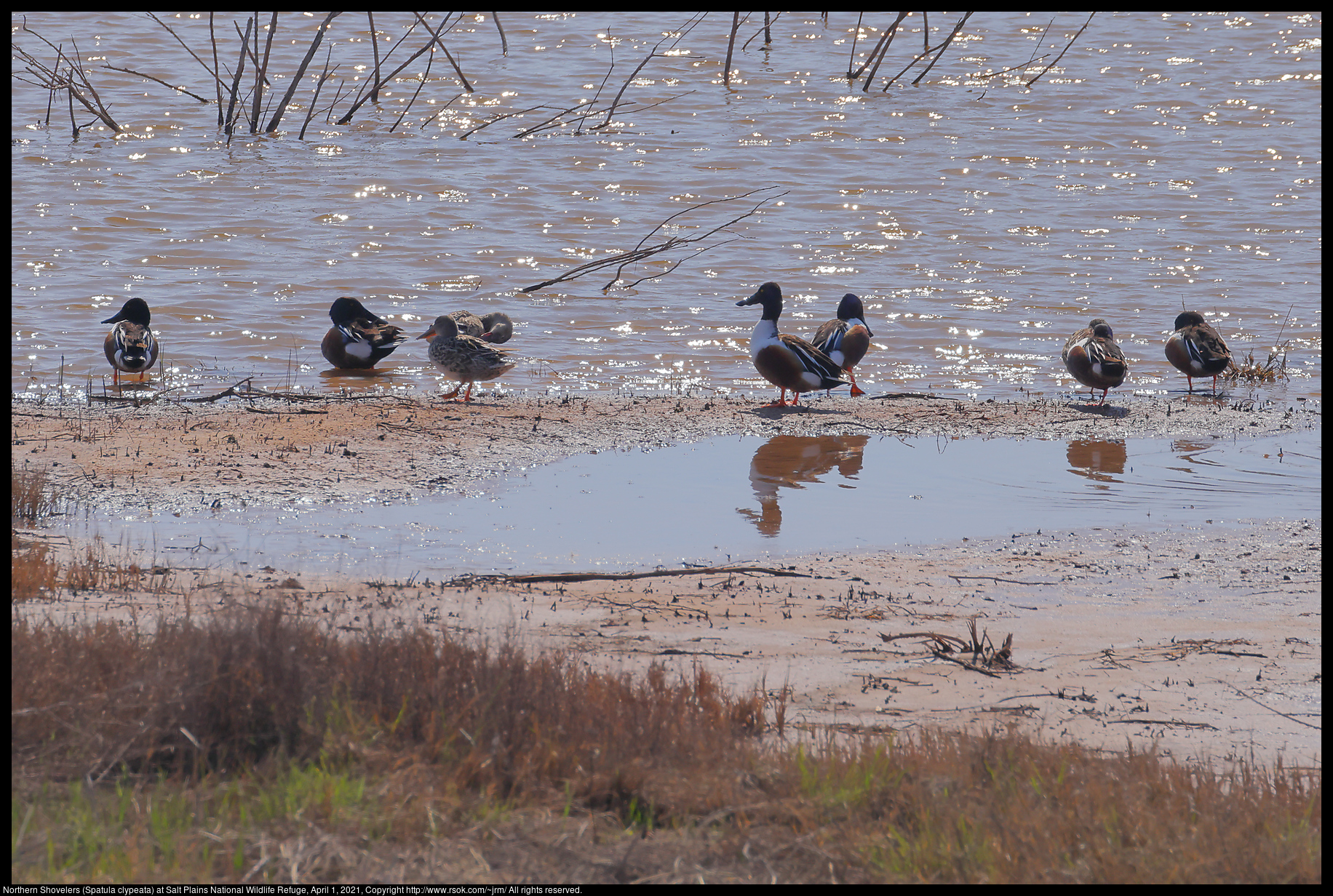 Northern Shovelers (Spatula clypeata) at Salt Plains National Wildlife Refuge, April 1, 2021