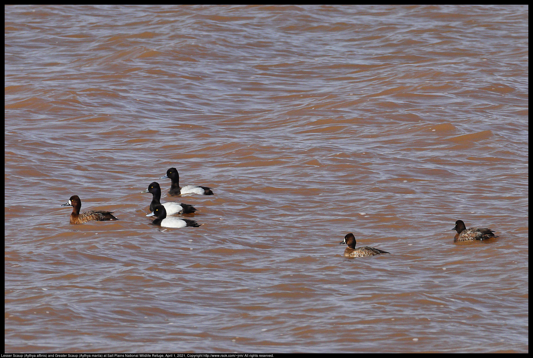 Lesser Scaup (Aythya affinis) and Greater Scaup (Aythya marila) at Salt Plains National Wildlife Refuge, April 1, 2021