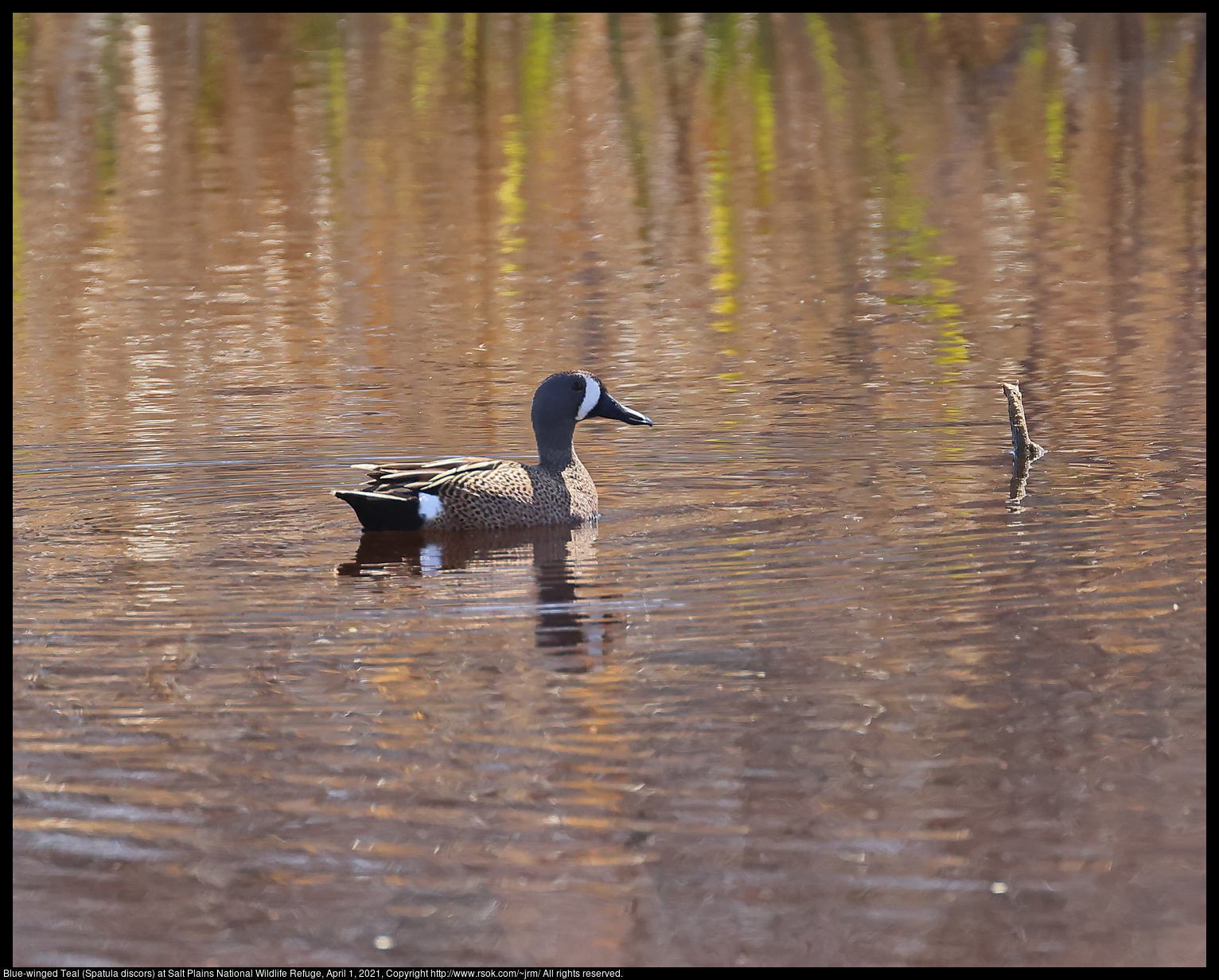 Blue-winged Teal (Spatula discors) at Salt Plains National Wildlife Refuge, April 1, 2021