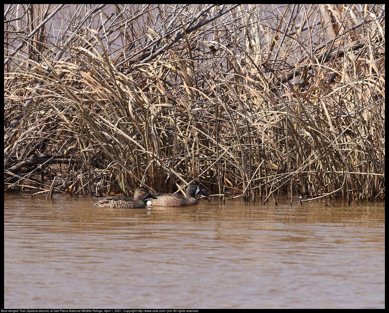 Blue-winged Teal (Spatula discors) at Salt Plains National Wildlife Refuge, April 1, 2021