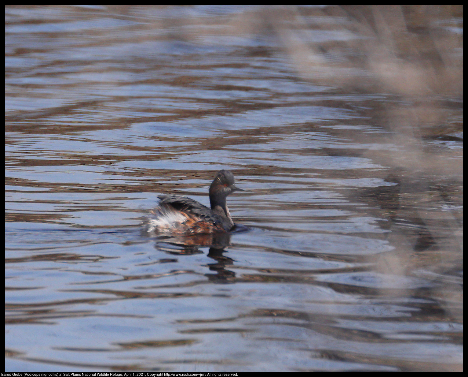 Eared Grebe (Podiceps nigricollis) at Salt Plains National Wildlife Refuge, April 1, 2021