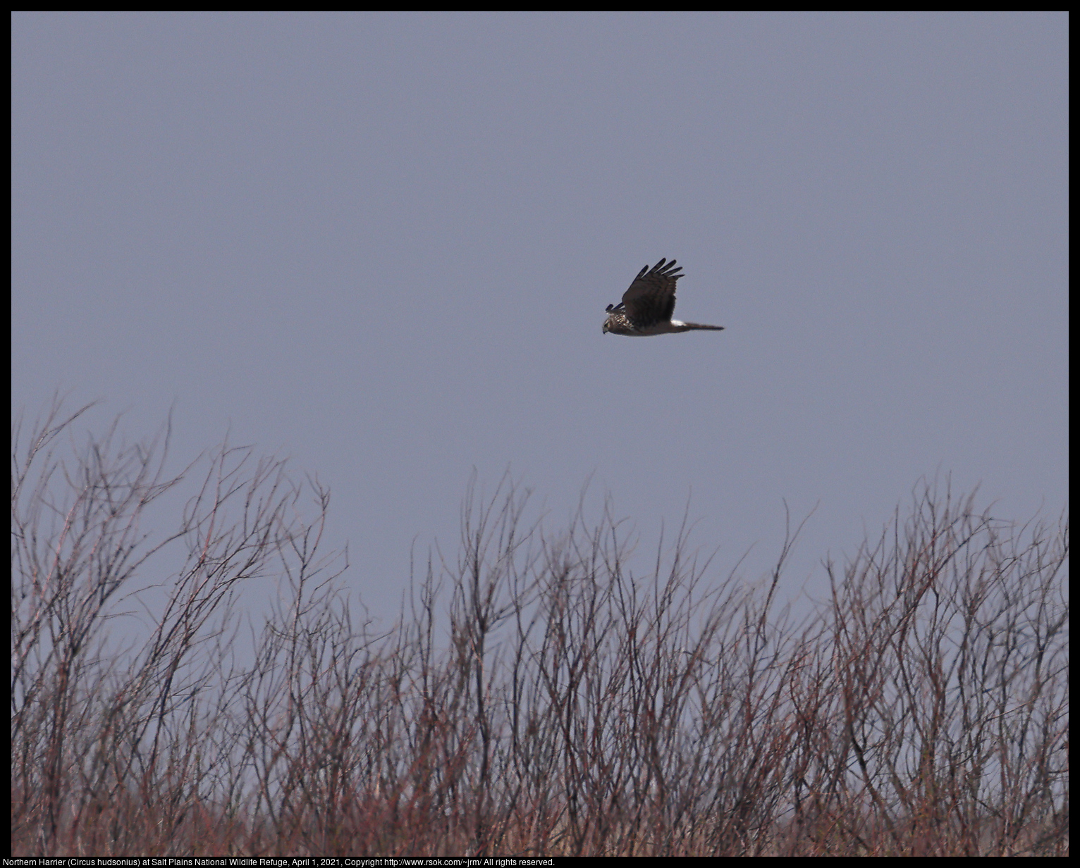 Northern Harrier (Circus hudsonius) at Salt Plains National Wildlife Refuge, April 1, 2021