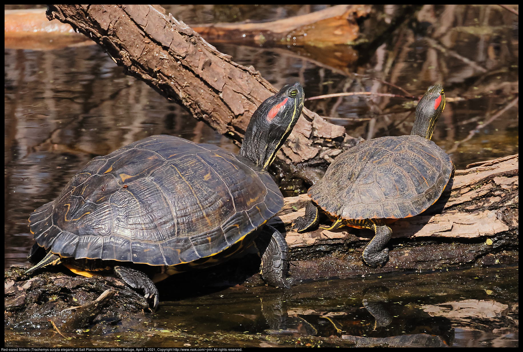 Red-eared Sliders (Trachemys scripta elegans) at Salt Plains National Wildlife Refuge, April 1, 2021