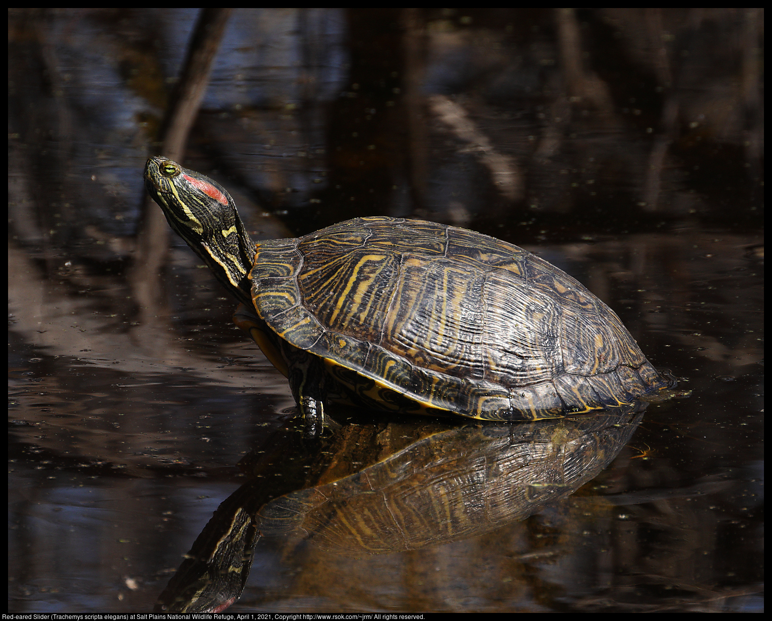 Red-eared Slider (Trachemys scripta elegans) at Salt Plains National Wildlife Refuge, April 1, 2021