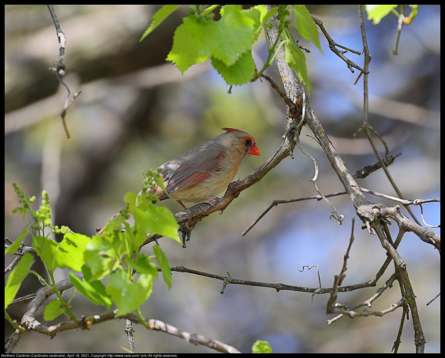 Northern Cardinal (Cardinalis cardinalis), April 18, 2021